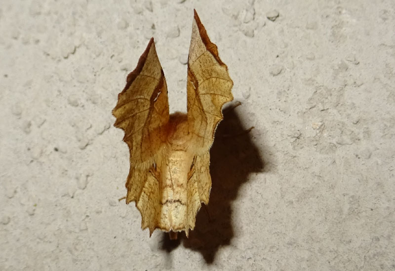 Selenia lunularia - Geometridae